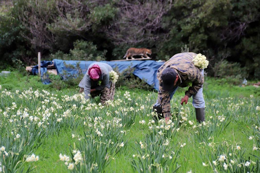Bir demeti tarlada 100-120 TL, tezgahta 150-200 TL! O kentte hasat başladı 7